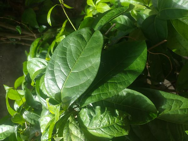 Identificação da planta Cipó-de-alho por foto