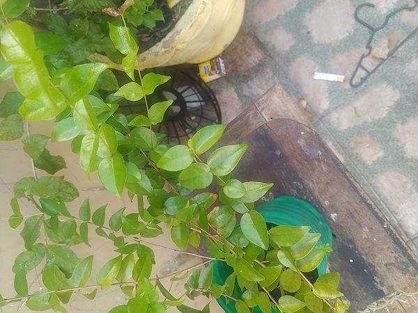 Identificação da planta Pitanga por foto