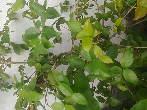 Identificação da planta Pitanga por foto