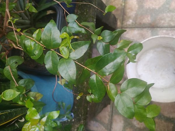 Identificação da planta Pitanga por foto