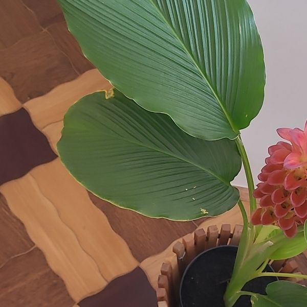Identificação da planta Cúrcuma por foto