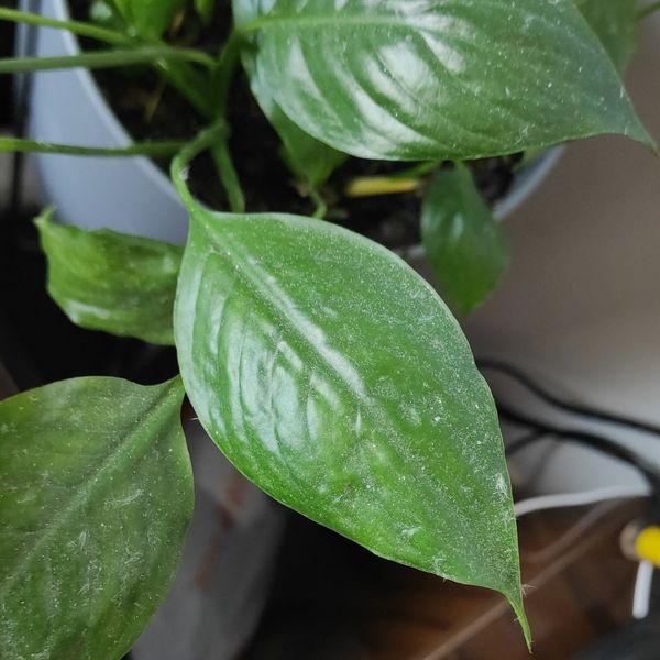 Identificação da planta Como cuida do lirio por foto
