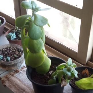 Identificação da planta Orelha-de-Shrek por foto