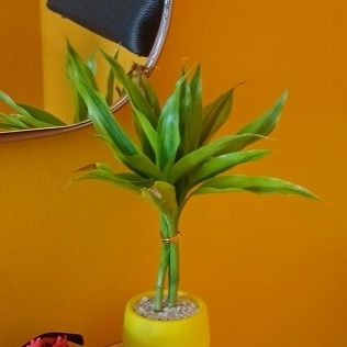 Identificação da planta Bambu da Sorte por foto