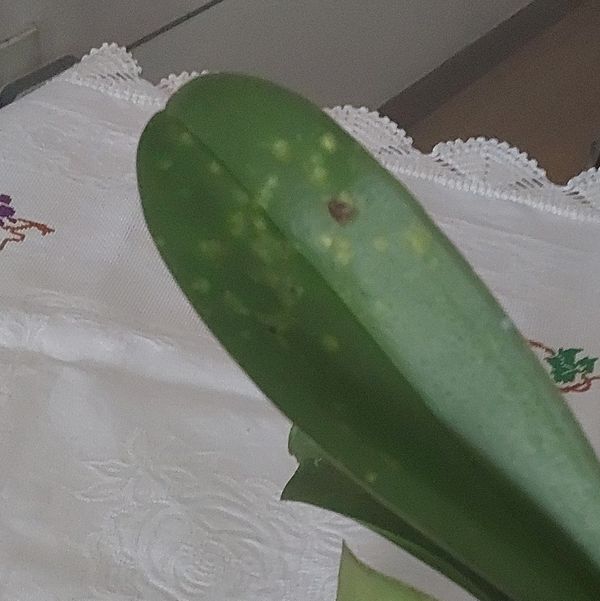 Identificação da planta Orquídea borboleta por foto