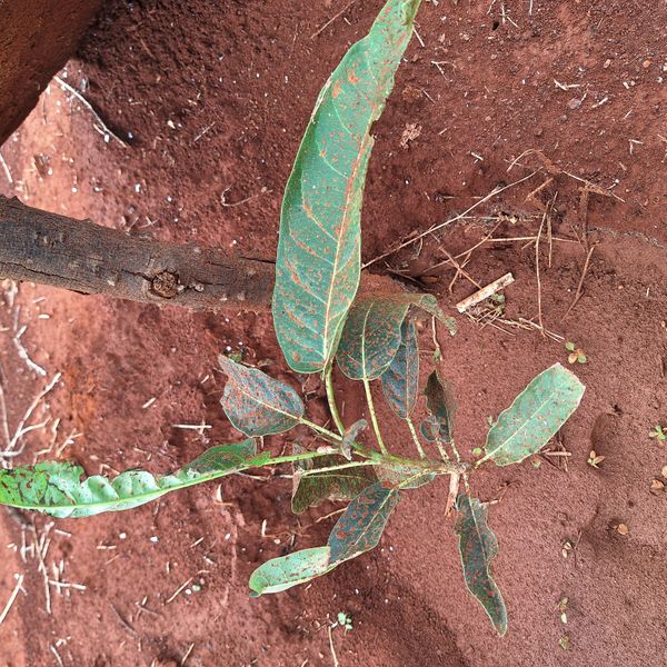 Identificação da planta Ipê-amarelo por foto