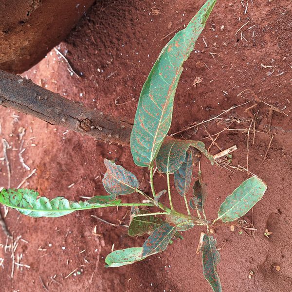 Identificação da planta Ipê-amarelo por foto