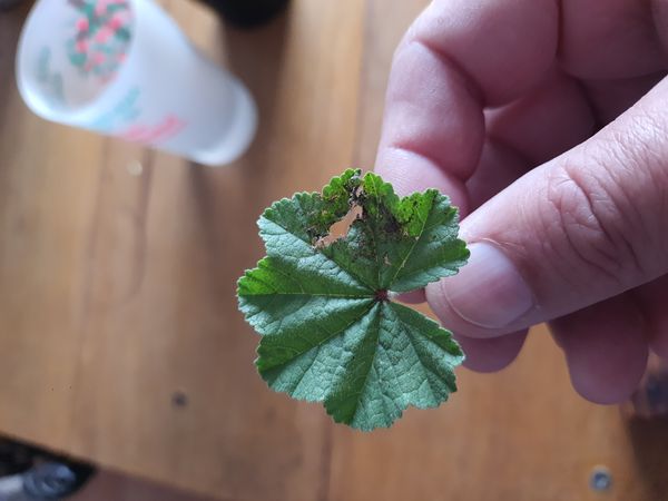 Identificação da planta Malva-branca por foto