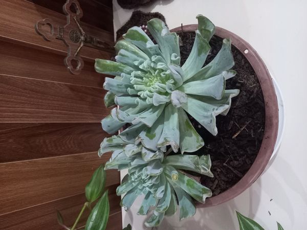 Identificação da planta Rosa-de-pedra por foto
