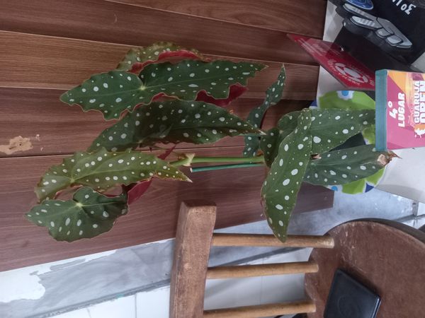 Identificação da planta Begônia maculata por foto
