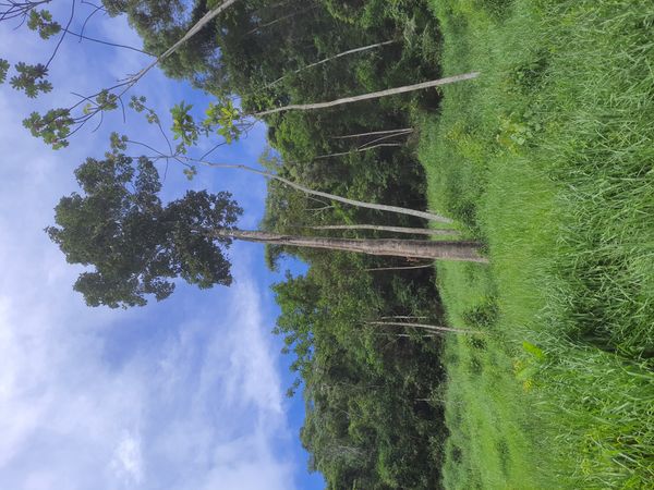 Identificação da planta Seringueira por foto