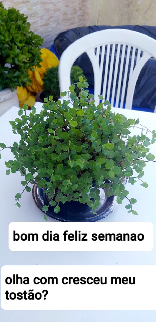Identificação da planta Tradescantia-nanica por foto