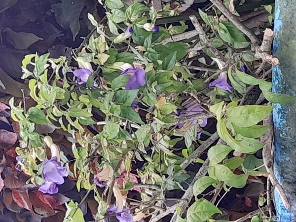 Identificação da planta Margarida-de-Deus por foto