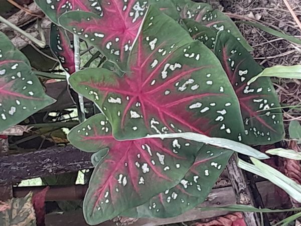 Identificação da planta Tinhorão por foto