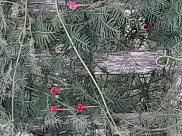 Identificação da planta Cipó-de-são-joão por foto