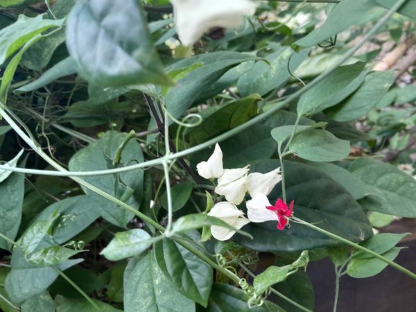 Identificação da planta Trepadeira Lágrima de cristo por foto