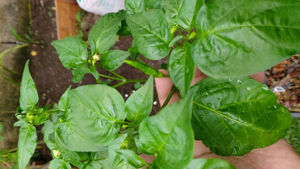 Identificação da planta Malagueta por foto