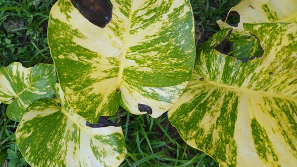Identificação da planta Jiboia por foto