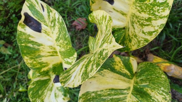 Identificação da planta Jiboia por foto