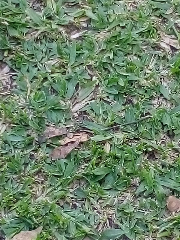 Identificação da planta Grama-missioneira por foto