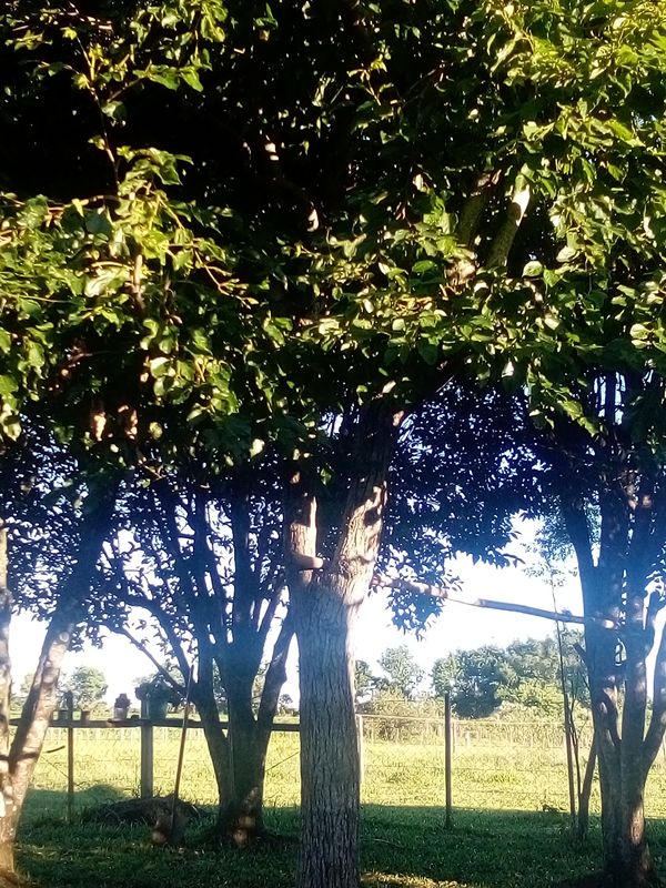Identificação da planta Olmo-coreano por foto
