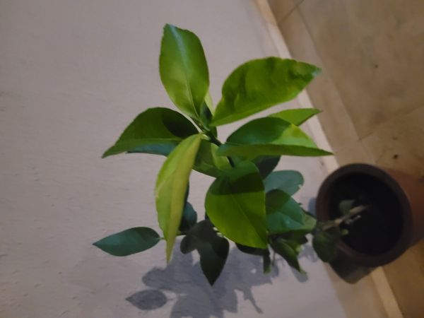 Identificação da planta Limão galego por foto