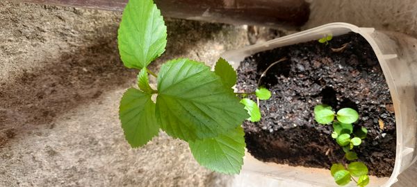 Identificação da planta Malva-branca por foto