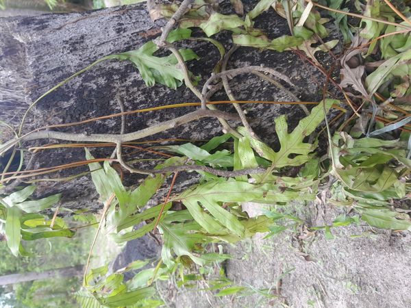 Identificação da planta Samambaia-americana por foto