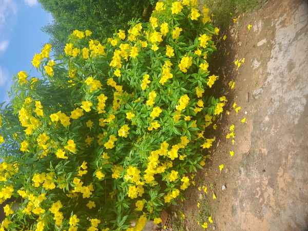 Identificação da planta Ipê-de-jardim por foto