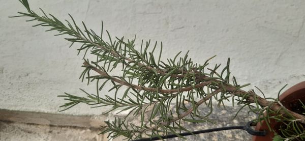 Identificação da planta Alecrim por foto