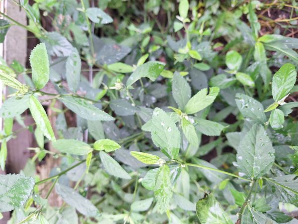 Identificação da planta Guanxuma por foto