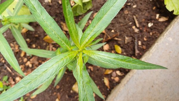Identificação da planta Erva-de-santa-luzia por foto
