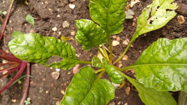 Identificação da planta Espinafre por foto