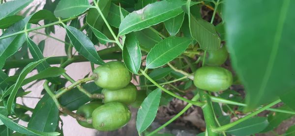 Identificação da planta Cajá-mirim por foto