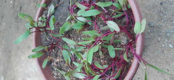 Identificação da planta Erva-de-são-joão por foto