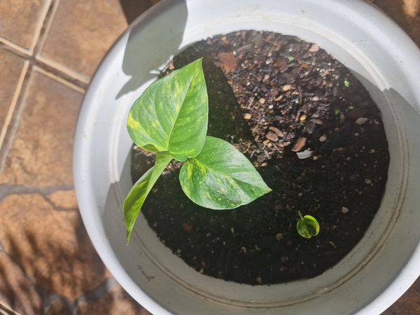 Identificação da planta Jiboia por foto