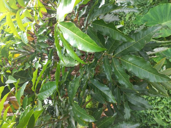 Identificação da planta Mogno por foto