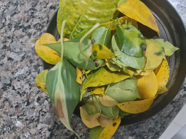 Identificação da planta Filodendro Brasil por foto