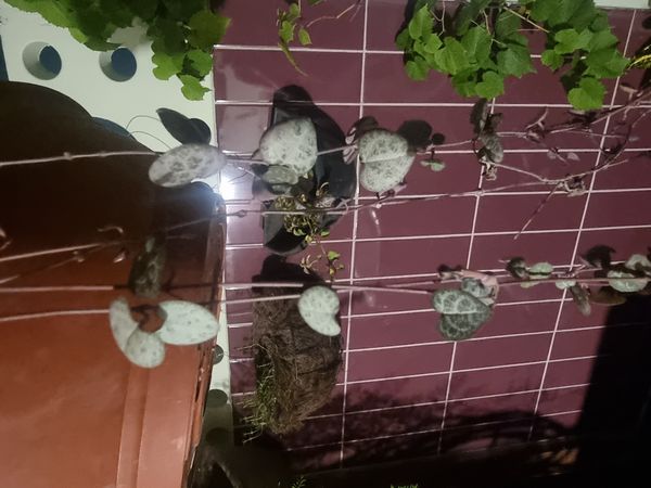 Identificação da planta Coração-emaranhado por foto