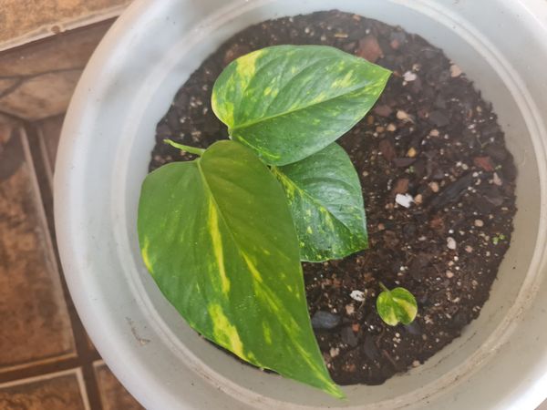 Identificação da planta Jiboia por foto