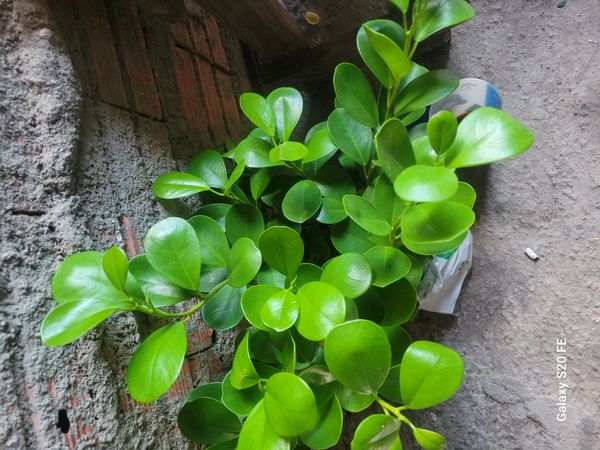 Identificação da planta Gameleira por foto