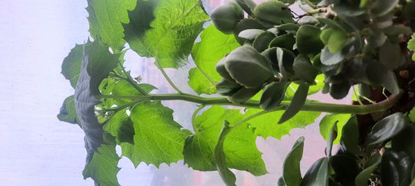 Identificação da planta Almeirão-de-árvore por foto