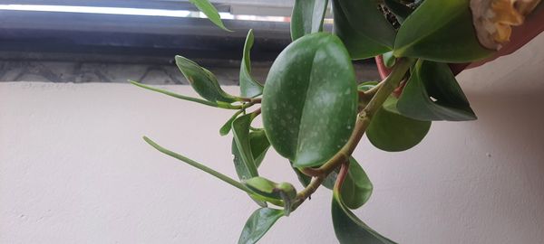 Identificação da planta Peperomia limão por foto