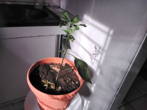 Identificação da planta Pimenta-de-cheiro por foto