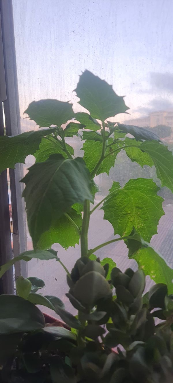 Identificação da planta Kamapu por foto