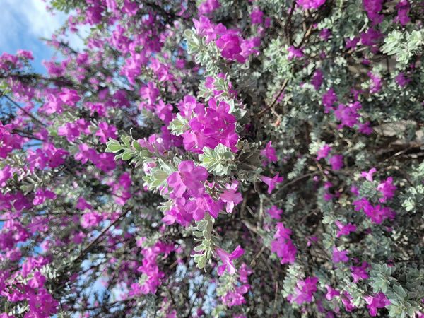 Identificação da planta Sálvia-do-Texas por foto