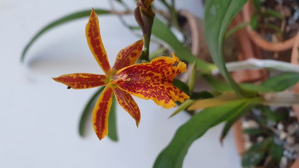 Identificação da planta Orquídea-bambu por foto
