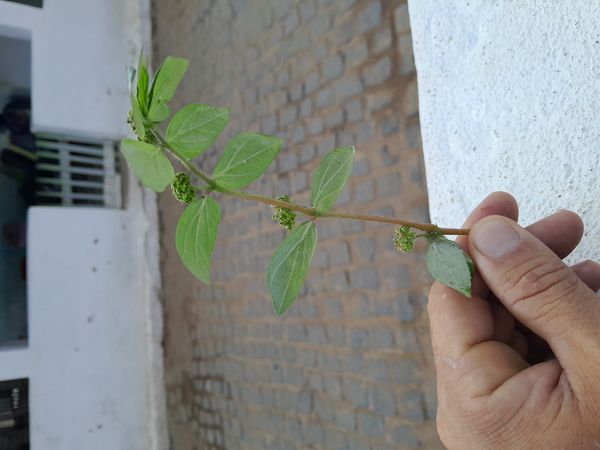 Identificação da planta Erva de Santa luzia por foto
