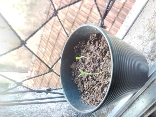 Identificação da planta Alho por foto