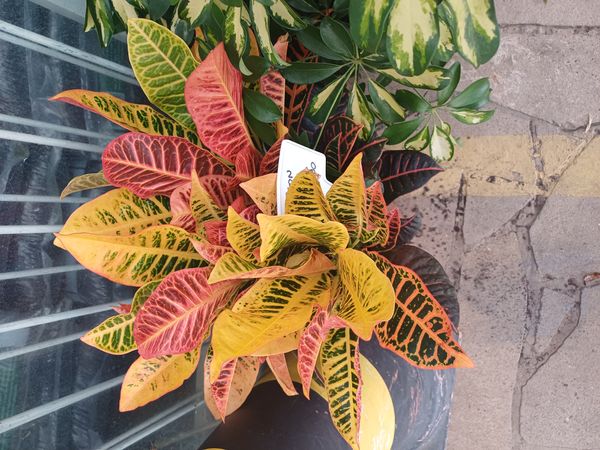 Identificação da planta Cróton por foto